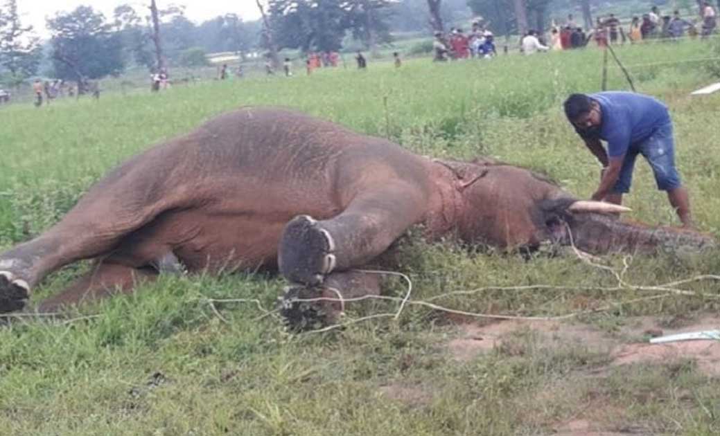 4 माह में 10 हाथीयो की मौत..आज फिर करंट लगने से एक ओर हाथी क... - CG Sandesh