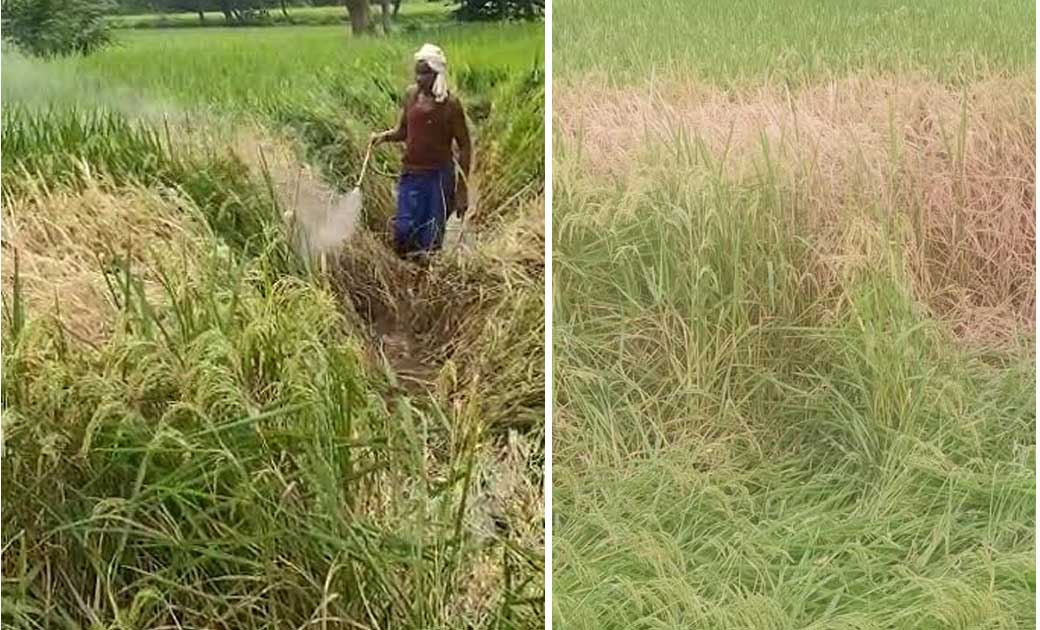 खड़ी फसल पैरा में बदल रही, कम्पनी के कर्मचारी किसानों के बुल... - CG Sandesh