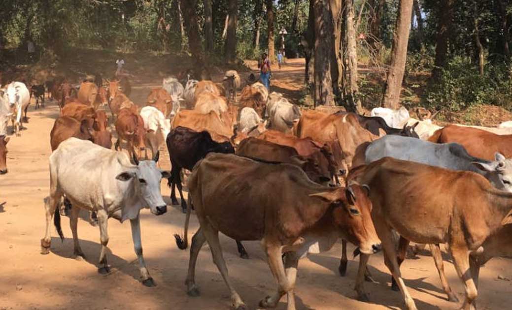 मवेशियों को ओड़िशा की ओर ले जाने वाले पर छत्तीसगढ कृषिक पशु प... - CG Sandesh