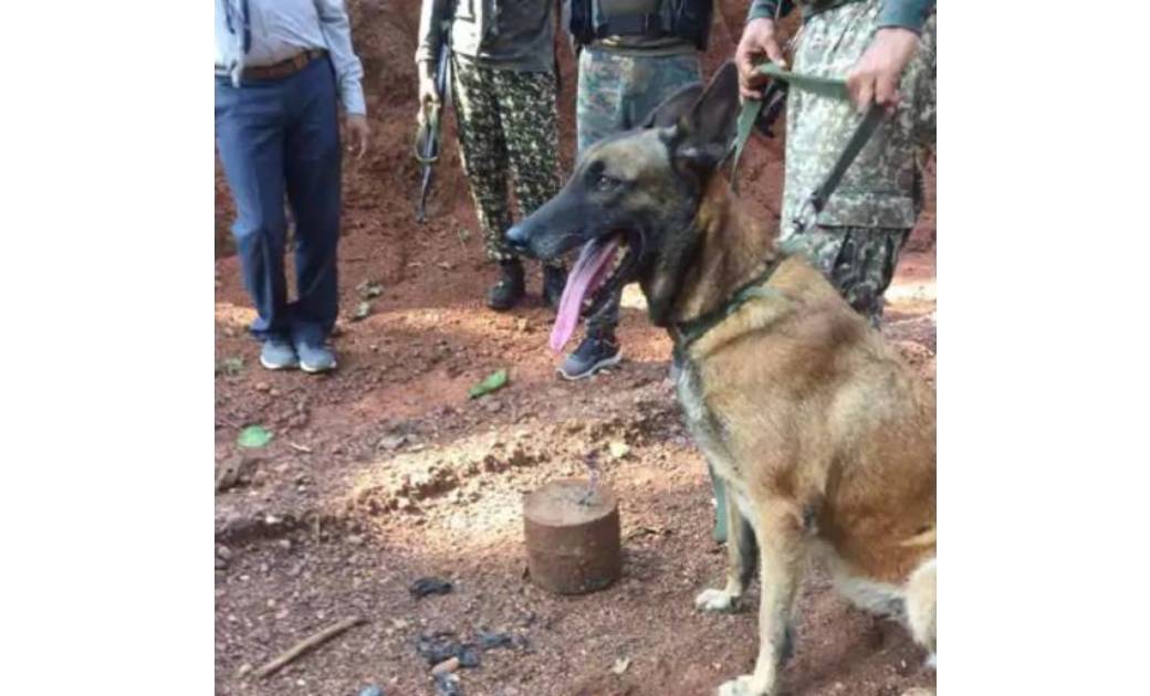  राजनांदगाव : ITBP द्वारा विशेष तरीके की प्रशिक्षण - सोफ़िया स्निफर डॉग काफी चर्चे में 