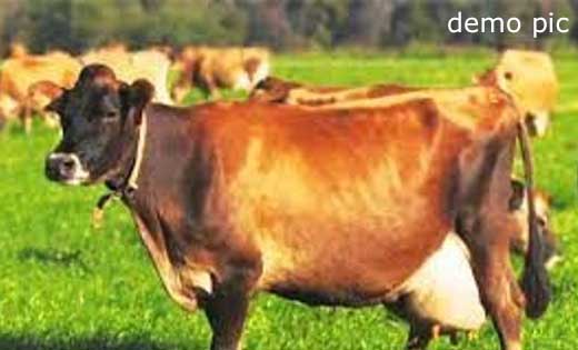 पटेवा : जर्सी गाय एवं बछड़ा अज्ञात व्यक्ति द्वारा चोरी करने पर मामला दर्ज.