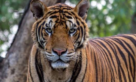 गुरु घासीदास राष्ट्रीय उद्यान और तमोर पिंगला WLS को एनटीसीए ने टाइगर रिज़र्व किया घोषित