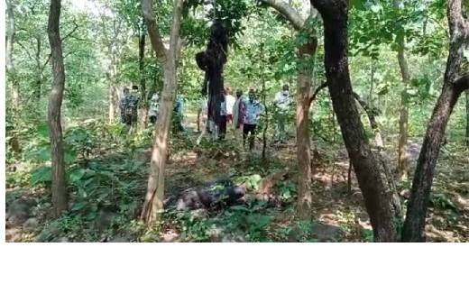  पेड़ पर लटकी मिली प्रेमी जोड़े की लाश, सप्ताहभर से थे लापता… - CG Sandesh