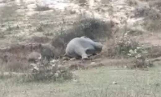 अचेत अवस्था में पड़े हुए मिले कई हाथी, फसल खाने के दौरान कीटन... - CG Sandesh