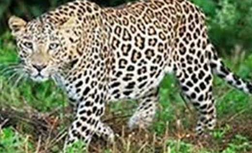सरायपाली वन परिक्षेत्र अंतर्गत तेंदुआ देखे जाने की सूचना, गा... - CG Sandesh