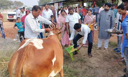 विधायक बसना सिंह ने गौठान- बोहारपार में गोवर्धन पूजा की और ग... - CG Sandesh