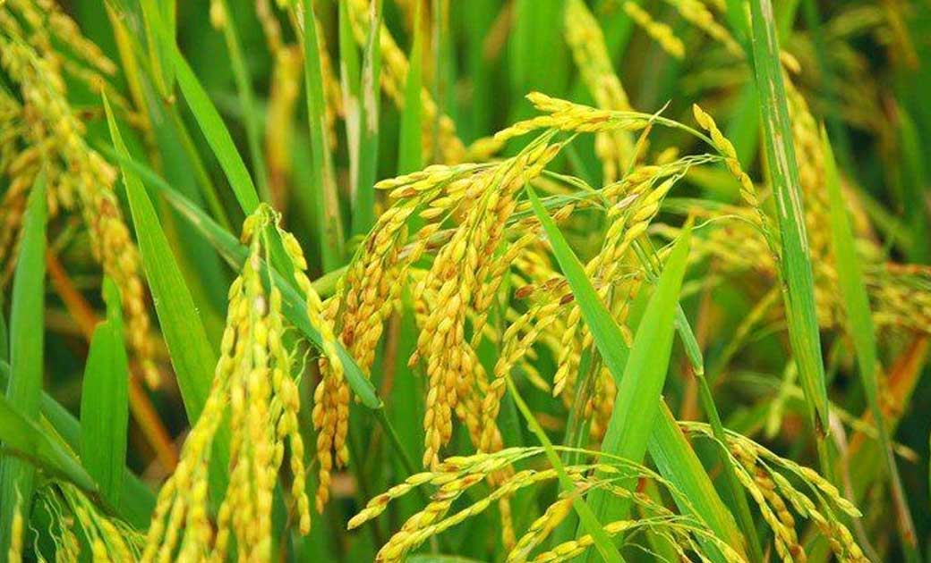 लोकपर्व छेरछेरा पर बच्चों की टोलियां निकली, धूम-धाम से मनाया गया छेर छेरा पर्व.