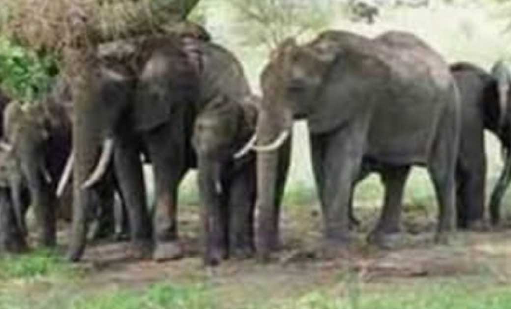 गजराजों के खौफ से छत पर सोने को मजबूर किसान…धान उपार्जन केंद्रों में फिर भी नही है पुख्ता इंतजाम...