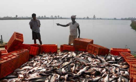  आज विश्व मत्स्य दिवस : मत्स्य पालन क्षेत्र में 2020-21 के ल... - CG Sandesh