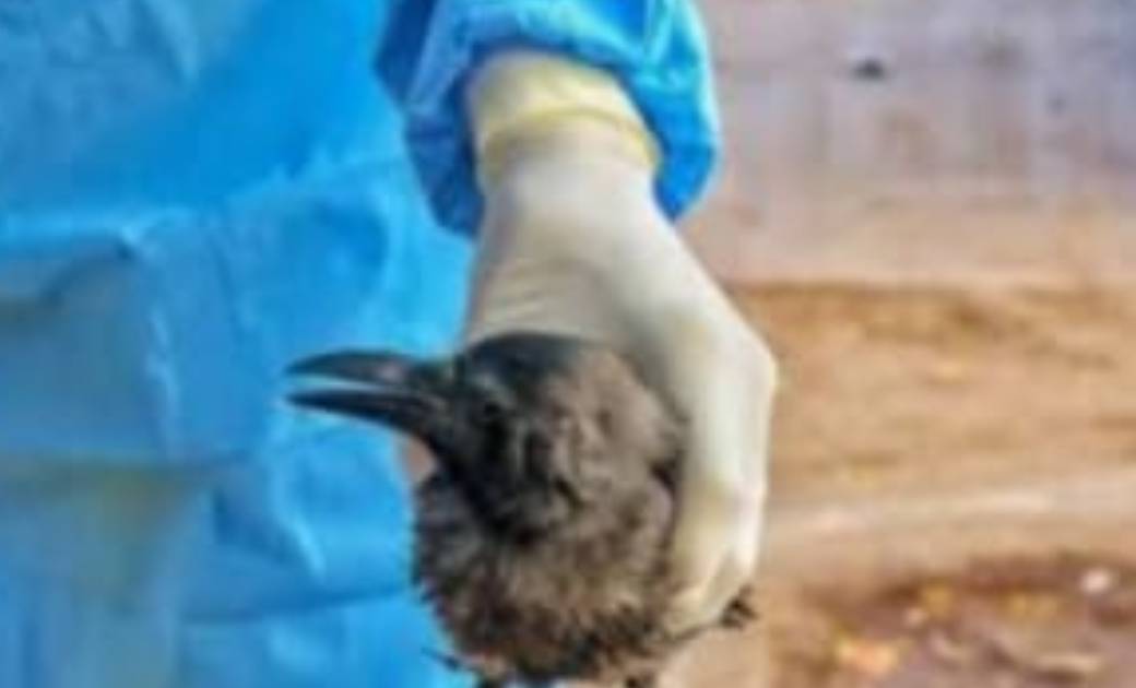 सावधान छत्तीसगढ़ में बर्ड फ्लू ने दी दस्तक...सैम्पलों की जांच रिपोर्ट आई पाॅजिटिव....!