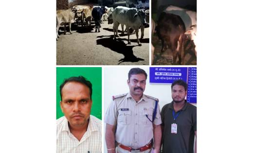 सारंगढ़ बिग न्यूज़: पत्रकार ने जान जोखिम में डाल कर गौ-तस्करी ... - CG Sandesh
