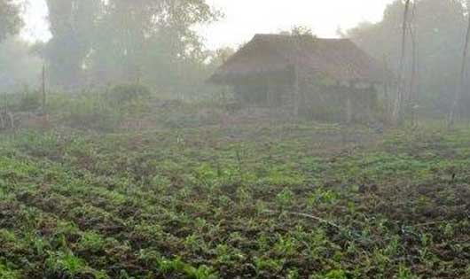 पाले से बचाव हेतु कृषक ये करें उपाय