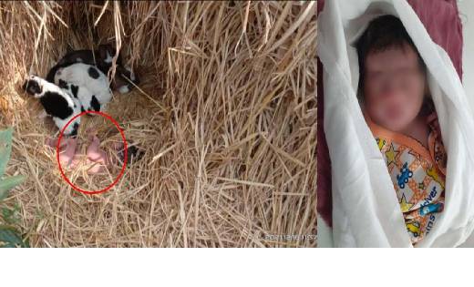 इंसानियत की सारी हदें पार, नवजात बच्चे को फेंककर हुए फरार  - CG Sandesh
