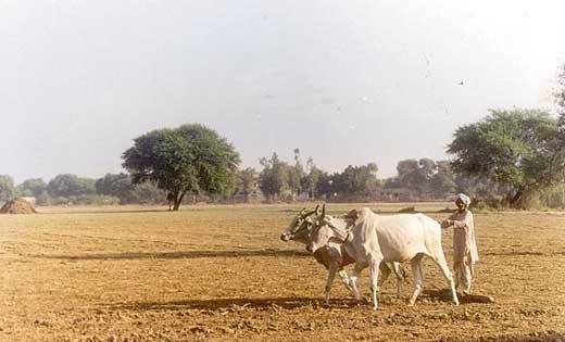 रबी के लिए राज्य के किसानों को अब तक 96.37 करोड़ का ऋण वितरित - CG Sandesh