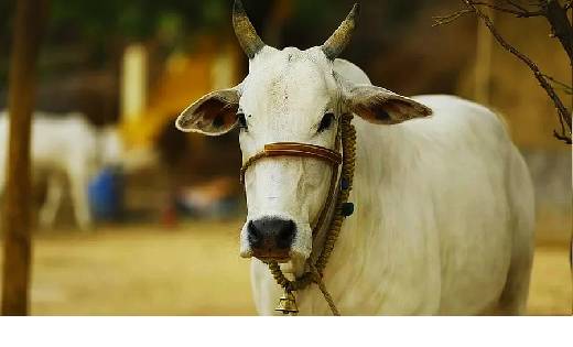 सरकार ने शुरू की दूध गाय-भैंस वितरण योजना, जानिए इससे जुड़ी ... - CG Sandesh