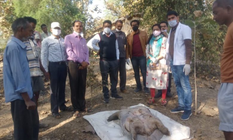 सारंगढ़ के नया तालाब में मिला दुर्लभ प्रजाति का विशालकाय कछु... - CG Sandesh