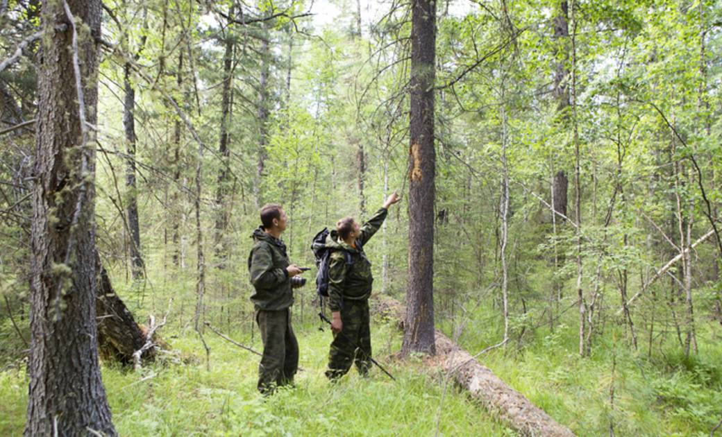 फारेस्ट रेंजरों को हथियार उपलब्ध कराने का आदेश दिया जा सकता ... - CG Sandesh
