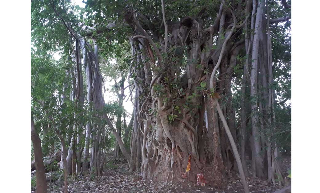 बागबाहरा : 400 वर्ष प्राचीन वट वृक्ष के संरक्षण और  संवर्धन के लिए कोमाखान के क्षेत्र वासी लगा रहे गुहार