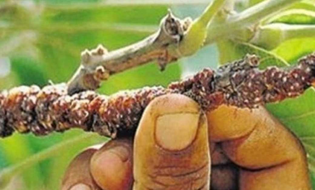  छत्तीसगढ़ को मिला ,लाख, उत्पादन को खेती का दर्जा
