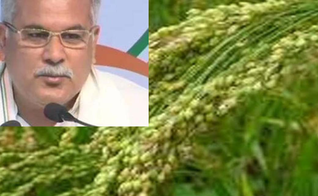 रागी एवं कोदो फसलों को प्रोत्साहन: इस वर्ष 17 हजार हेक्टेयर ... - CG Sandesh