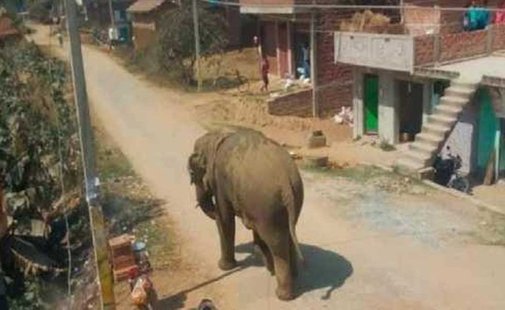 महासमुन्द के ग्राम कोसरंगी में हाथी का आगमन, ग्रामीणों में दहसत
