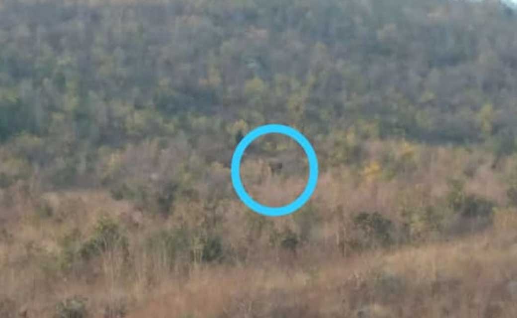 सारंगढ़ में दहशत मचाने के बाद पुनः 1 हाथी का वापसी मुंधा के पहाड़ में, गाँव में  दहशत