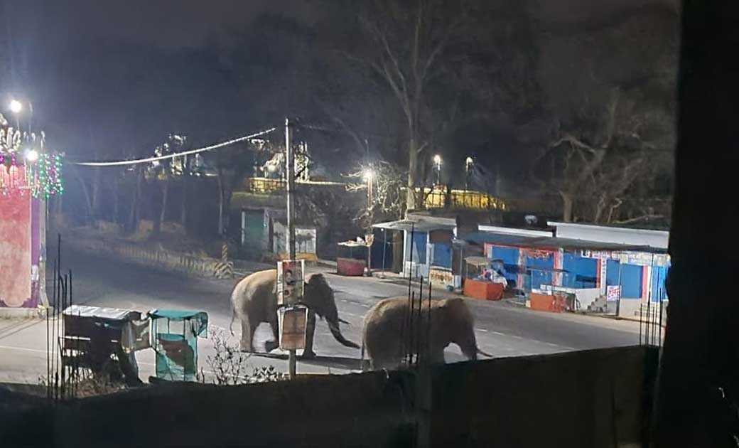 बागबाहरा : क्षेत्र में विचरण कर रहे दंतैल, सावधान रहने की जरूरत