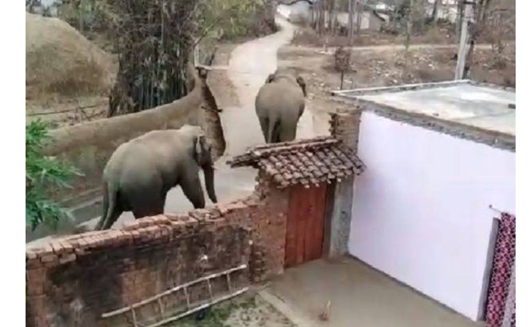 बागबाहरा:ग्राम चुरकी में दिखे विचरण करते दो दंतैल ,क्षेत्र वासी रहे सावधान