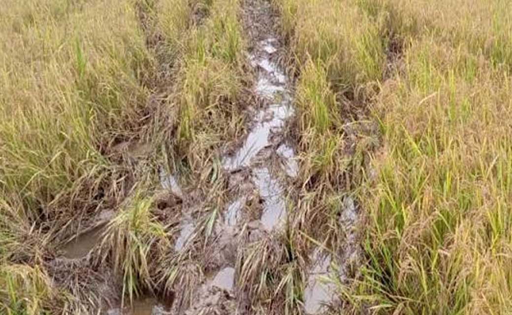 पिथौरा : वन परिक्षेत्र के गांव में हाथियों ने मचाया उत्पात