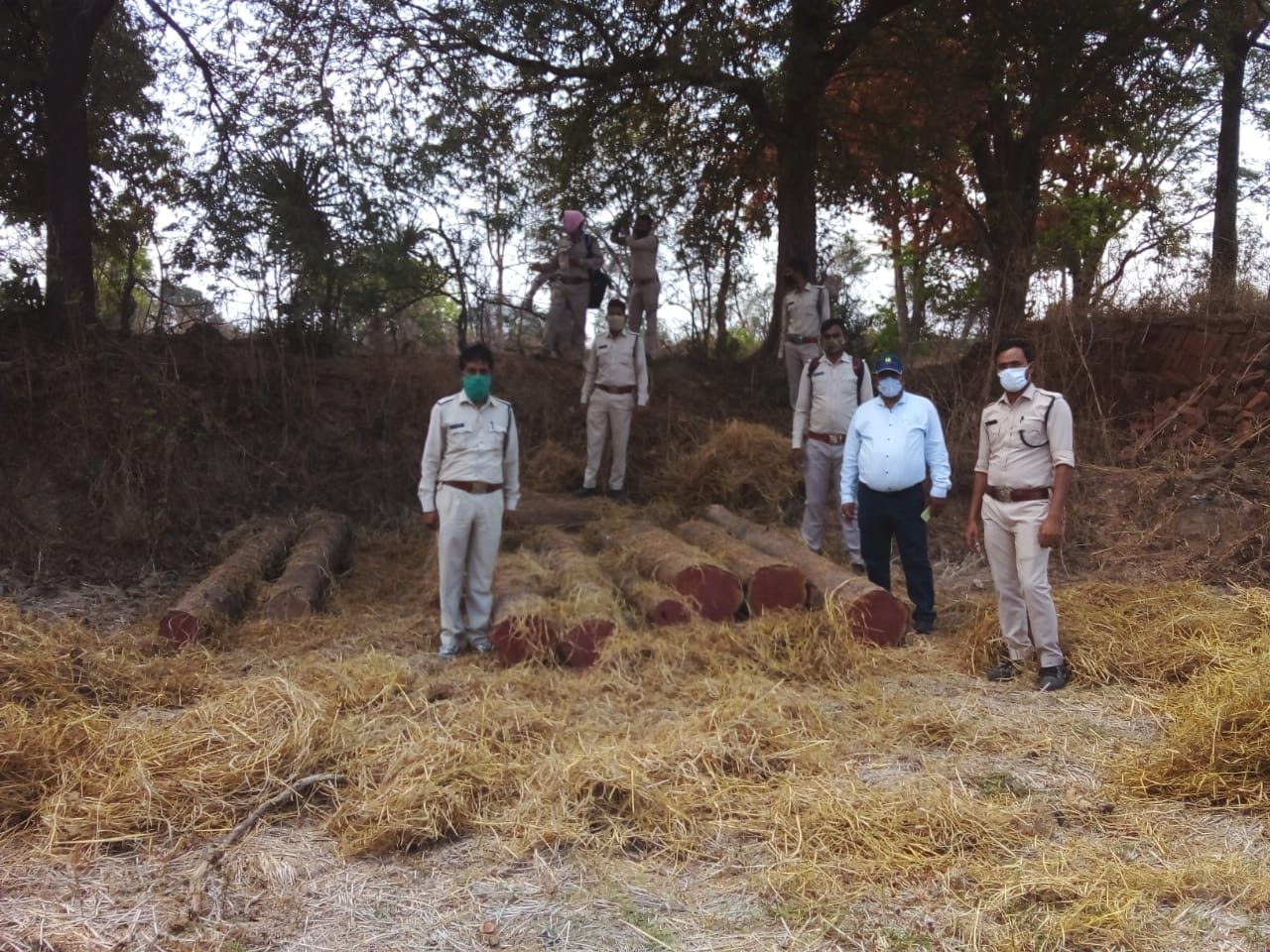 पिथौरा : जम्हर ग्राम पंचायत में वन विभाग का छापा, लगभग दो लाख की सागौन लकड़ी जप्त।