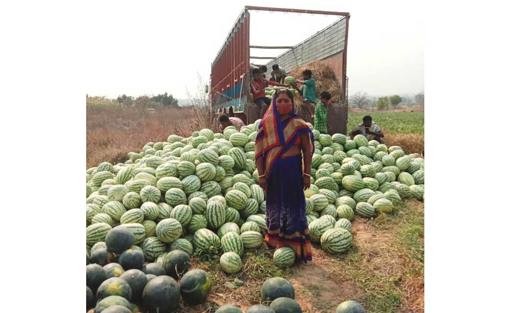 बिहान से जुड़ी महिलाएं तरबूज की खेती कर कमा रही बढिय़ा मुनाफा...चार महिलाओं ने कमाया दो लाख से ज्यादा का लाभ...