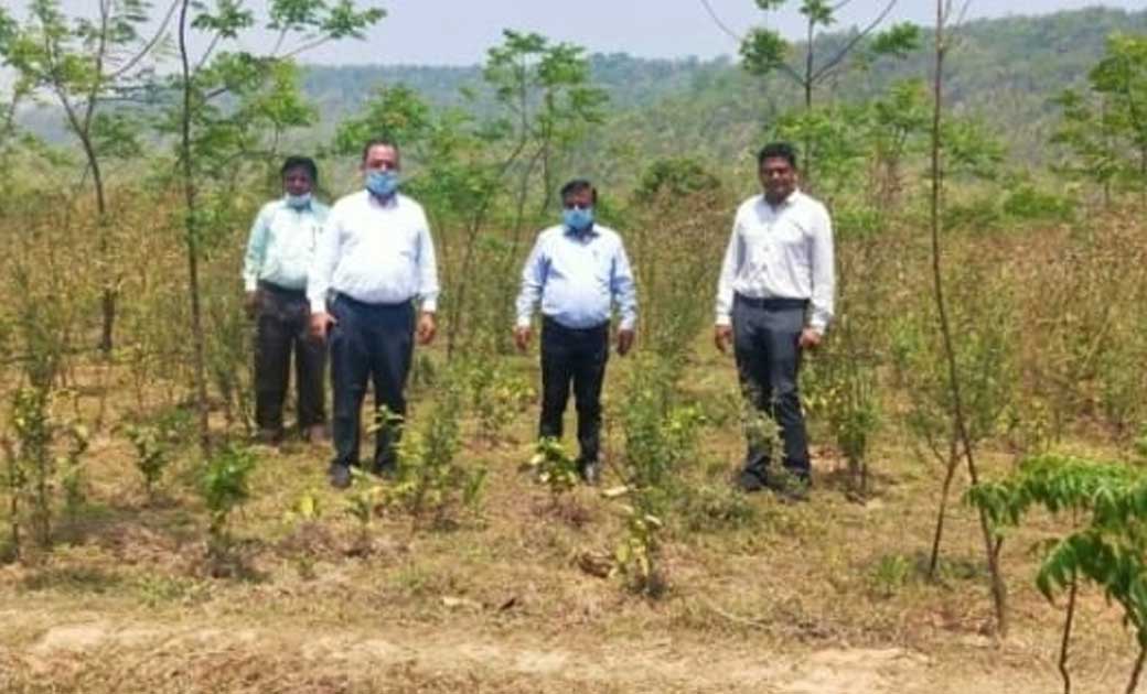 जशपुर : कलेक्टर महादेव कावरे ने चाय बागान का किया आकस्मिक निरीक्षण