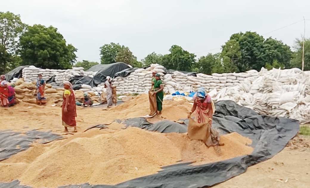 बसना : सड़े हुये धान को अच्छे धान में मिलाकर खपाने की तैयारी,... - CG Sandesh