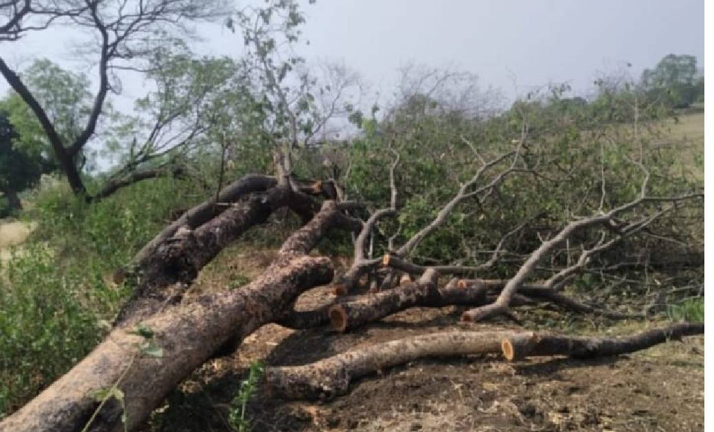 आक्सीजनदाताओं की अनवरत हत्या पर शुभचिंतक बने मूक दर्शक...विक... - CG Sandesh