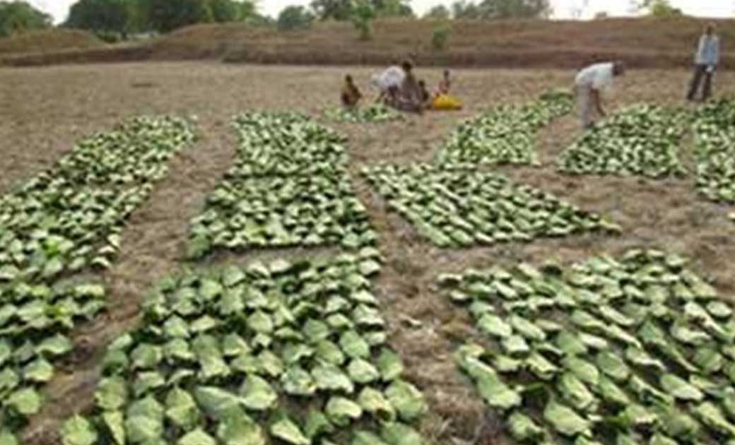 रायगढ़ जिले में तेंदु पत्ता संग्रह का लक्ष्य अधूरा, मौसम ने काम बिगाड़ा..
