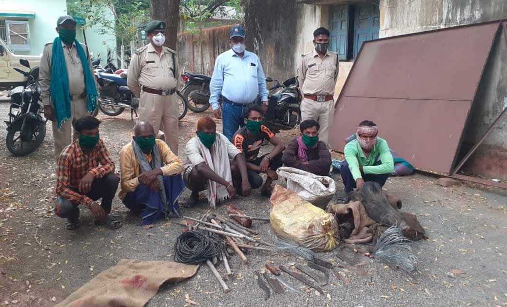 पिथौरा : करेंट तार बिछाकर जंगली सुअर का अवैध शिकार, 6 हिरासत... - CG Sandesh