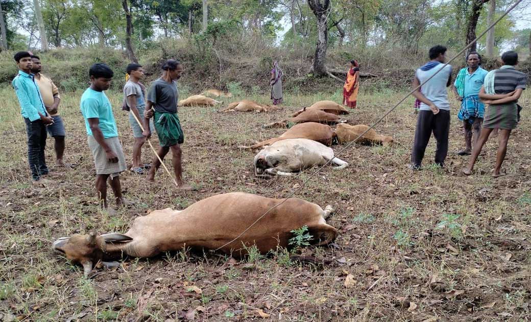 रायगढ़-टूटे बिजली तार की चपेट में आने से नौ मवेशियों की मौत...