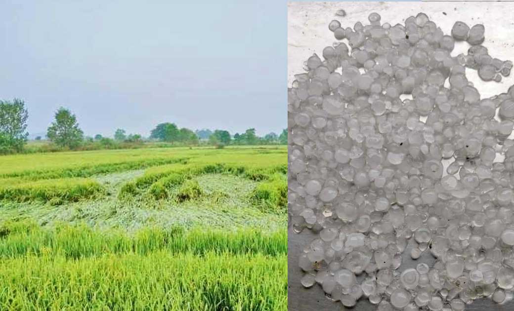 जशपुर : ओलावृष्टि से भारी मात्रा में  फसल के नुकसान होने   की संभावना