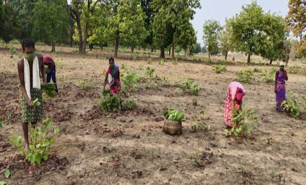वनांचल के ग्रामीणों का आय का जरिया वनोपज - CG Sandesh