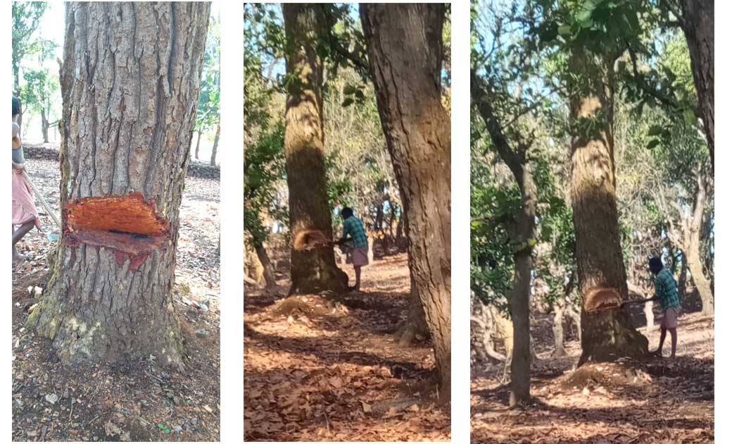 जशपुर : धड़ल्ले से हो रही वनों की कटाई, वन विभाग की कार्यवाही से ग्रामीण असन्तुष्ट