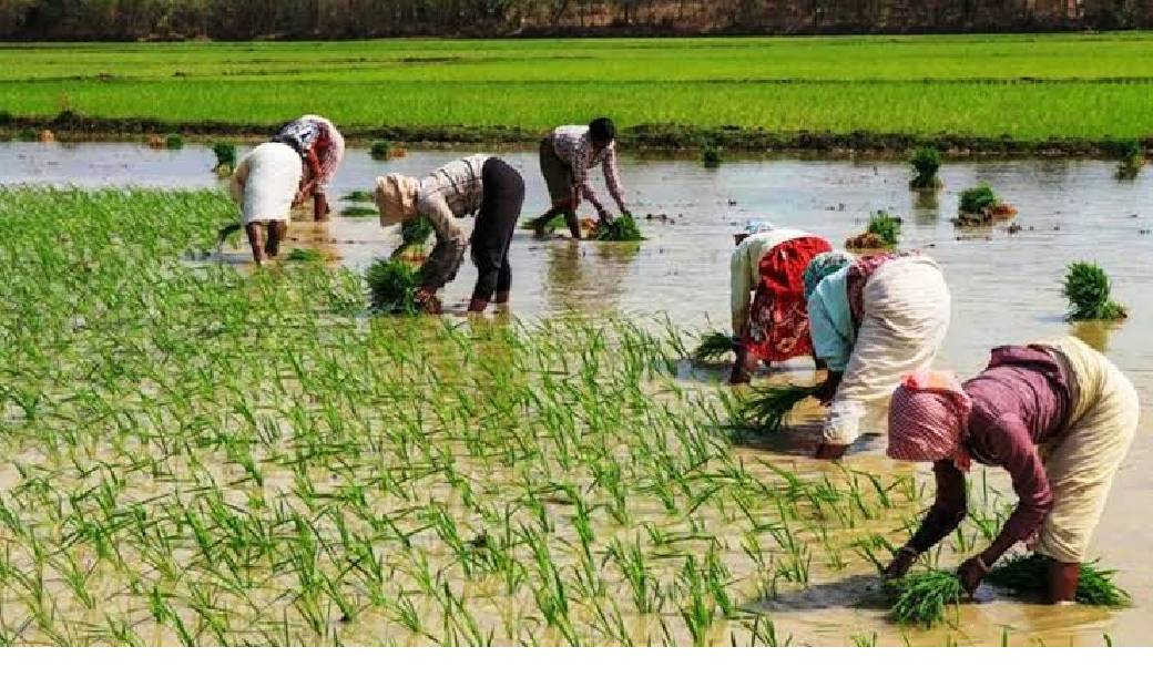 केंद्र सरकार ने 140 प्रतिशत खाद सब्सिडी बढ़ाई, 1200 रुपये मे... - CG Sandesh