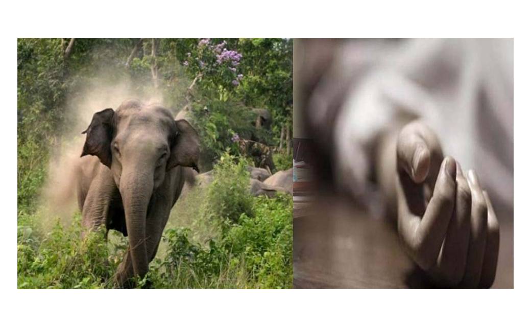  हाथी के हमले से 2 लोगों की मौत..शवों के पास ही डेरा जमाए हुए हैं हाथी 