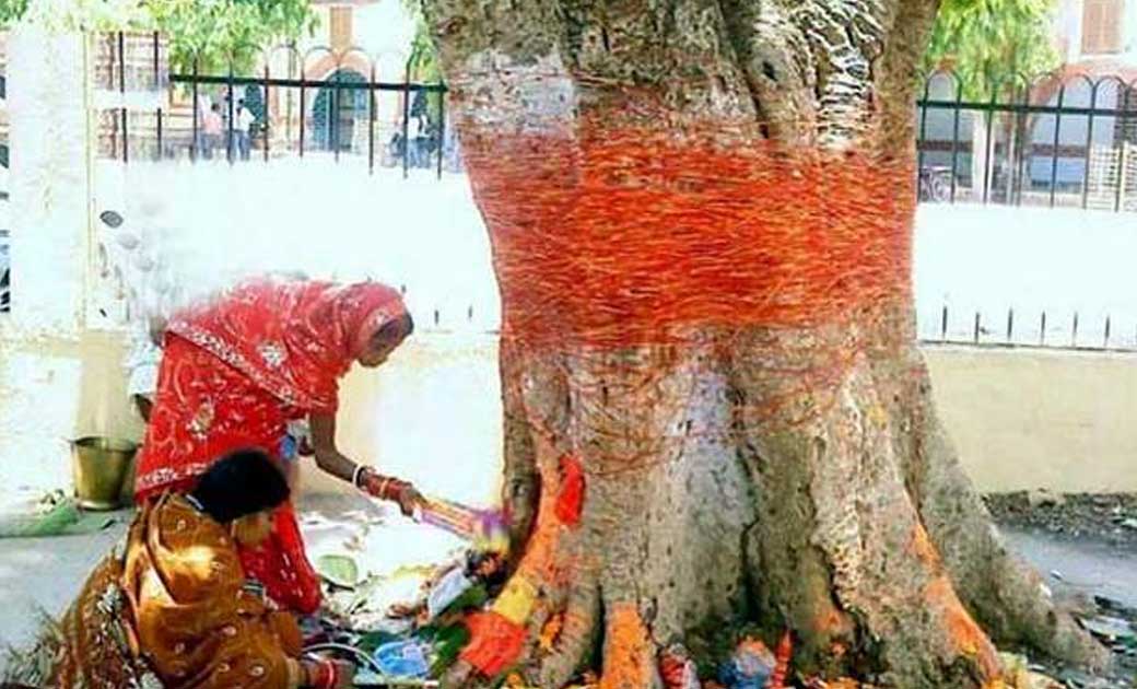 जशपुर : जिले भर में किया जा रहा वट सावित्री का पूजन