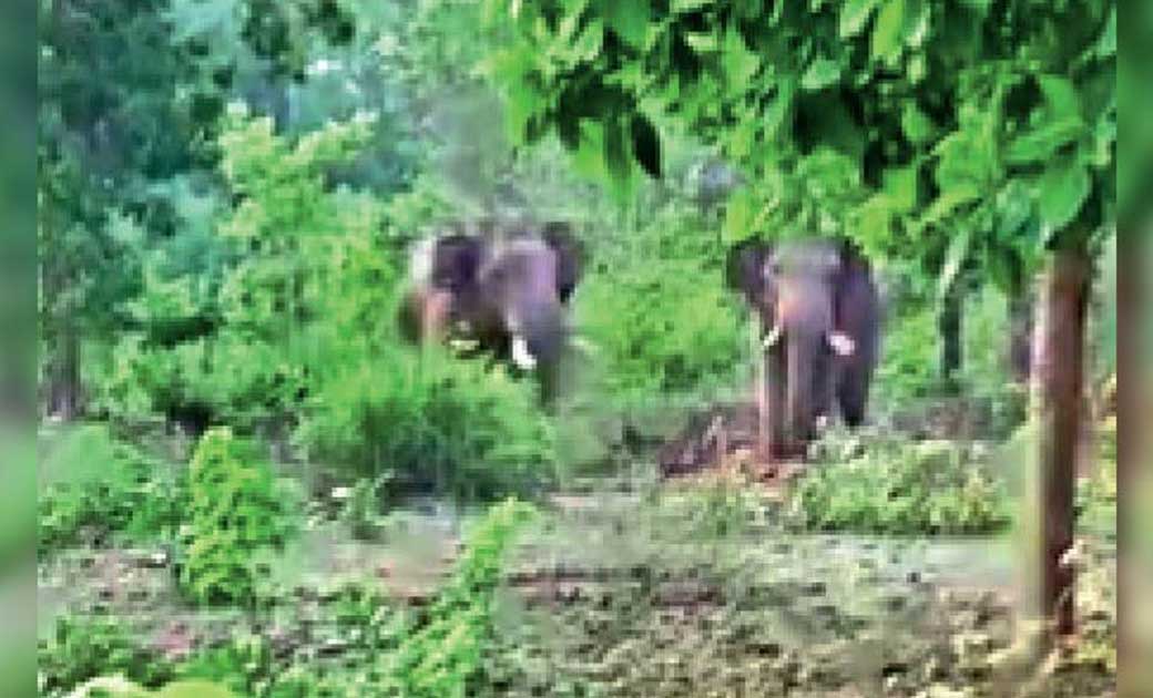 कांकेर : शाम होते ही हाथियों का दल पहुँच रहा गाँव, फसलों को पहुंचा रहा नुक्सान, ग्रामीणों में दहशत