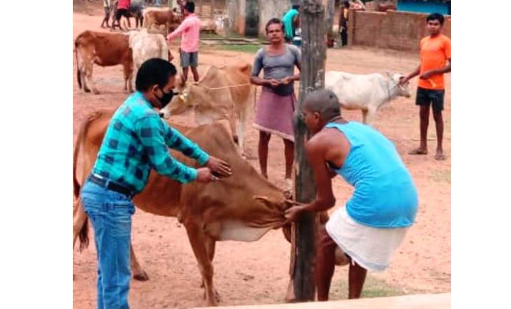 कांकेर : पशुओं में गलघोंटू तथा एक टंगिया बीमारी से बचाव हेतु... - CG Sandesh