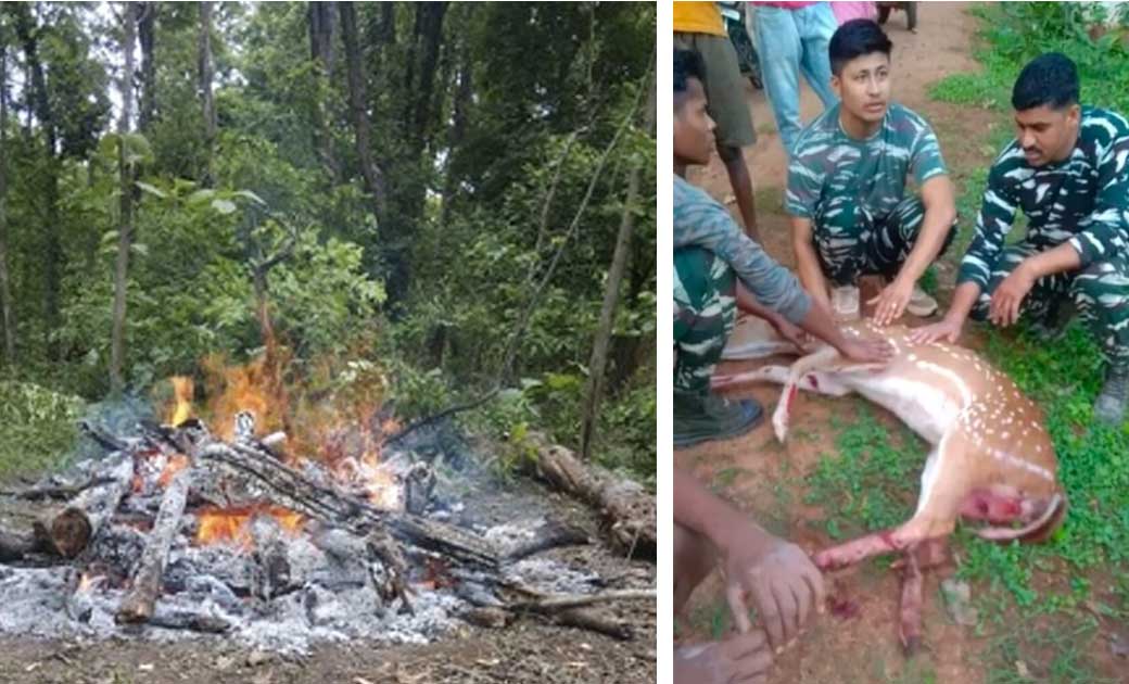 उंदती अभ्यारण्य में मादा हिरण की मौत आवारा कुत्तों ने किया थ... - CG Sandesh