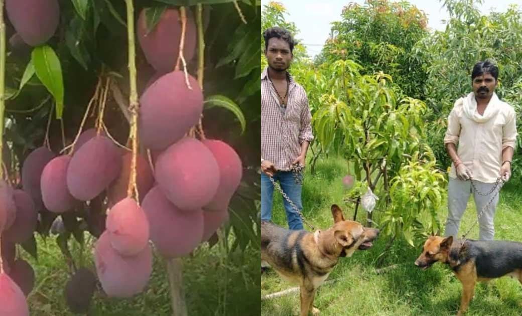 आम के दो पेड़ों की सुरक्षा के लिए   4 सुरक्षा गार्ड और  6 कु... - CG Sandesh