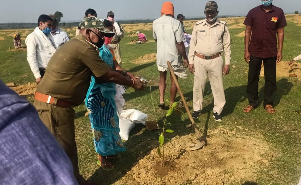 जशपुर : मुख्यमंत्री वृक्षारोपण योजना के तहत लगाये  गये  50 फलदार वृक्ष 