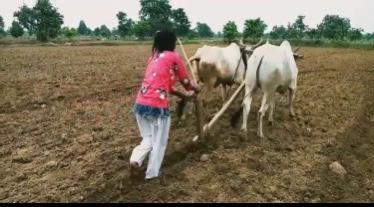 किसान की बेटी खेत मे चला रही हल, धान बोआई मे परिवार की कर रह... - CG Sandesh