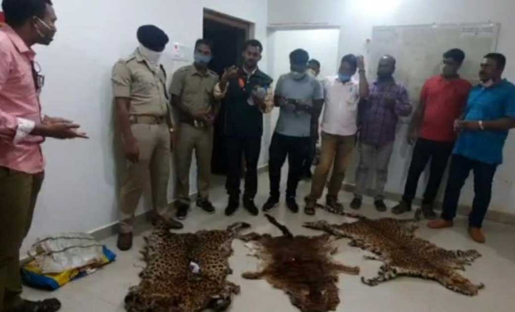 कालाहांडी में दबिश देकर डब्ल्यू सी सी बी की टीम ने तेंदुए के... - CG Sandesh